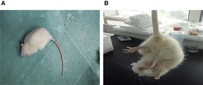 Neurointerventional infusion of hemoglobin oxygen carrier prevents brain damage from acute cerebral ischemia in rats
